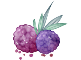 Aquarell von Maulbeeren Obst Belag png