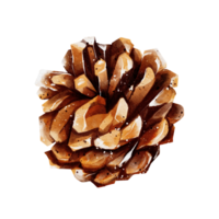 Pine cone watercolor png