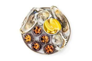 fresh seafood platter, Raw sea urchin and oysterson white or invisible png background top view photo