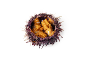 Raw sea urchin, delicacy on white or invisible png background