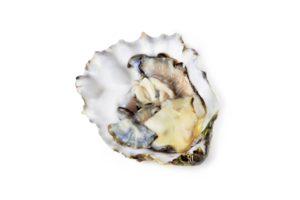 Fresh raw oyster on white or invisible png background