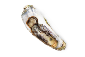 Fresh raw oyster on white or invisible png top view background