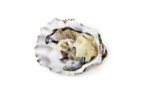 vers rauw oester Aan wit of onzichtbaar PNG achtergrond top visie