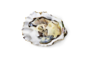 Fresh raw oyster on white or invisible png background top view