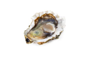 Fresh raw oyster on white or invisible png background