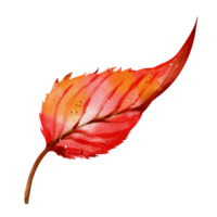 folha de outono aquarela png