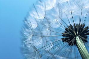 Close up of dandelion on the blue background. Generative AI photo