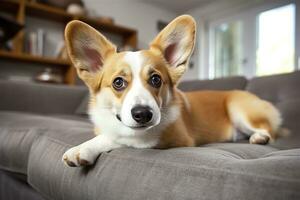 hermoso, elegante, calma de pura raza corgi perro acostado en en sofá en vivo habitación. generativo ai foto