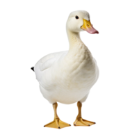 White pekin duck isolated on transparent background AI Generative png