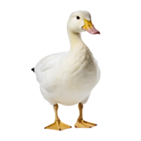 White pekin duck isolated on transparent background AI Generative png