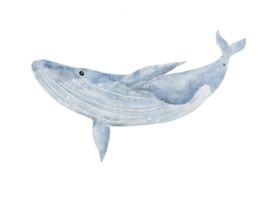 Blue whale digital drawing in watercolor isolated on background png