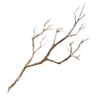 Watercolor illustration of dry tree branches. rune drawing png