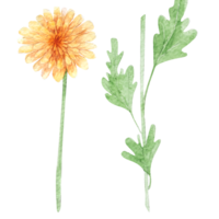 Watercolor illustration of chrysanthemum flower. Hand drawn chrysanthemums png