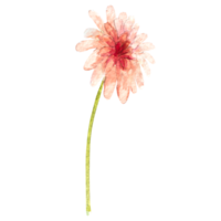 Watercolor illustration of chrysanthemum flower. Hand drawn chrysanthemums png