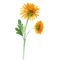 aquarelle illustration de chrysanthème fleur. main tiré chrysanthèmes png