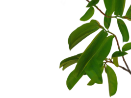 les plantes isolé sur transparent Contexte png