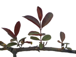 Plants isolated on transparent background png