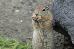 Expression Arctic ground squirrel eating cracker holding food in paws. Cute curious wild animal photo