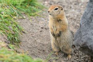 Arctic ground squirrel, carefully looking so as not to fall into jaws of predatory beasts photo