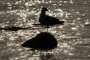 Silhouette of bird of Pacific gull standing on one foot on stone surrounded by reflection and glare of water waves of Pacific Ocean at sunset photo