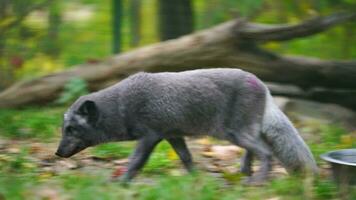 Video of Arctic fox