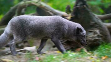 Video of Arctic fox in zoo