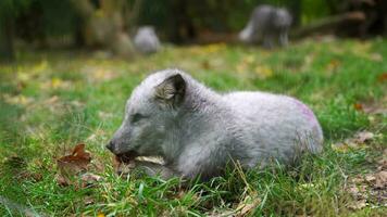 Video of Arctic fox in zoo