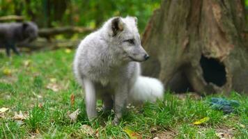video van arctisch vos in dierentuin