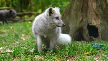 video av arktisk räv i Zoo