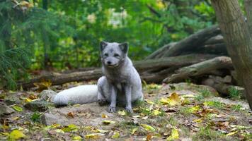 Video of Arctic fox in zoo