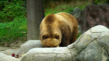 Video of Kamchatka brown bear