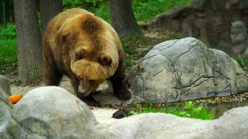 vídeo de Kamchatka marrón oso video