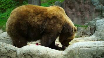 video van kamchatka bruin beer