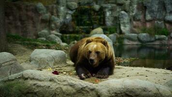 vídeo do Kamchatka Castanho Urso video