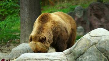 vídeo de Kamchatka marrón oso video