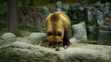 vídeo do Kamchatka Castanho Urso video