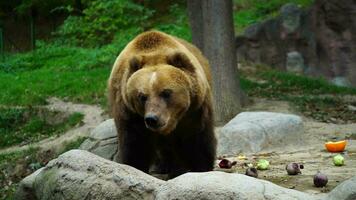 video van kamchatka bruin beer