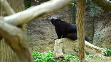 vidéo de carcajou dans zoo video