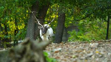 video av ren i Zoo