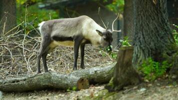 video av ren i Zoo