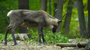 video av ren i Zoo