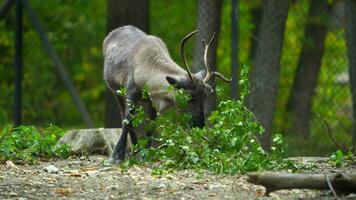 Video of Reindeer in zoo