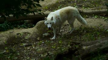 vídeo do ártico Lobo dentro jardim zoológico video