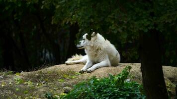 Video of Arctic wolf in zoo