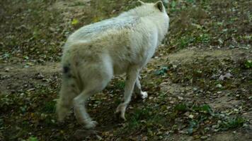 Video of Arctic wolf in zoo