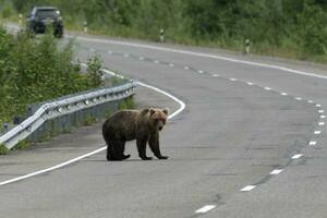 Hungry wild brown bear walks along an asphalt road photo