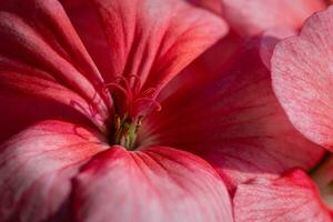 rosado color de flor pétalos pelargonio zonal voluntad macro fotografía foto