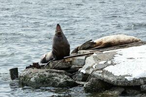 Rookery Steller Sea Lion or Northern Sea Lion. Kamchatka Peninsula photo