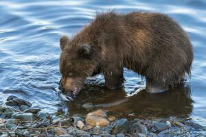 linda marrón oso cachorro comiendo atrapado rojo salmón pescado en pie en río banco. salvaje animal niño en natural habitat foto