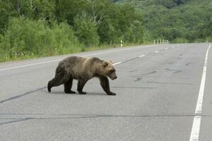 Hungry Kamchatka brown bear walks along an asphalt road photo